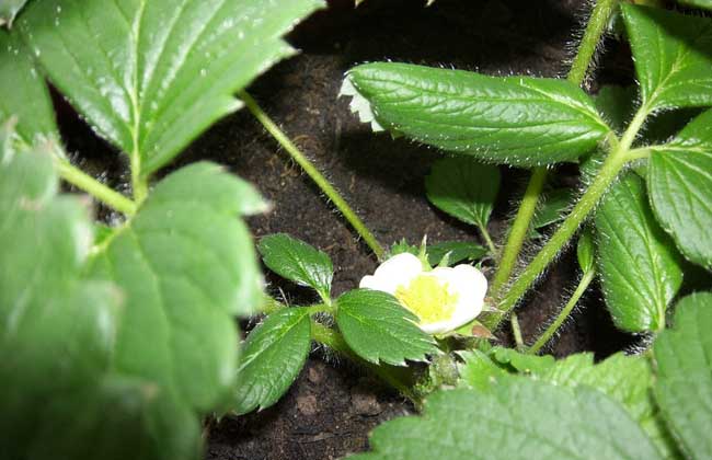 菠萝莓的种植技术