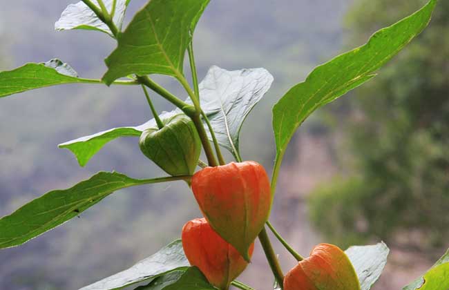 含羞果种植技术