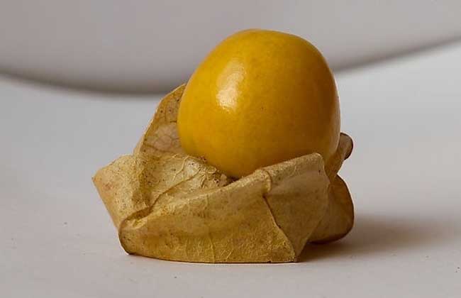 含羞果吃多了会怎么样？