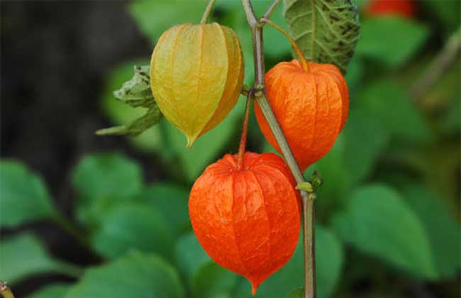 含羞果吃多了会怎么样？