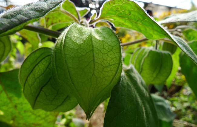 含羞果吃多了会怎么样？