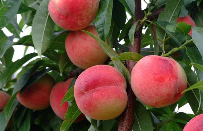 桃树的种植条件