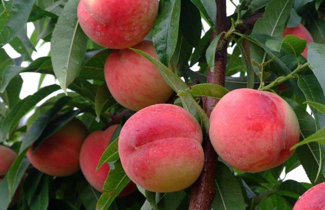 桃树的种植条件