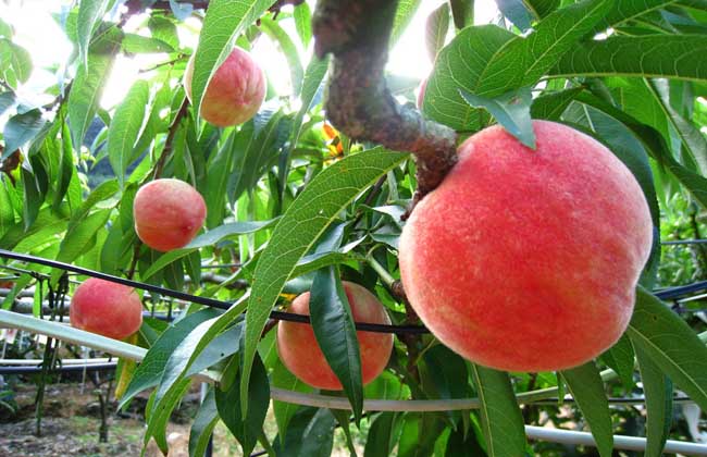 桃树什么时候种植？