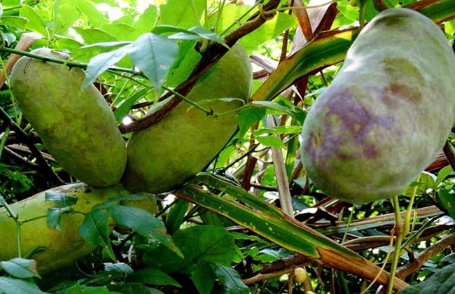 八月瓜种植技术