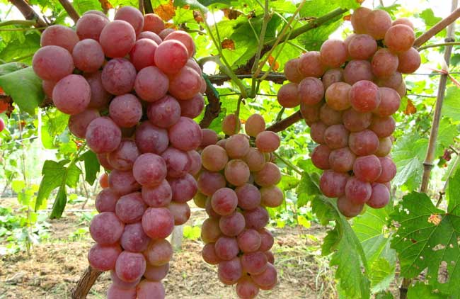 葡萄是热性還是凉性？