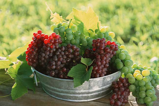葡萄是热性還是凉性？