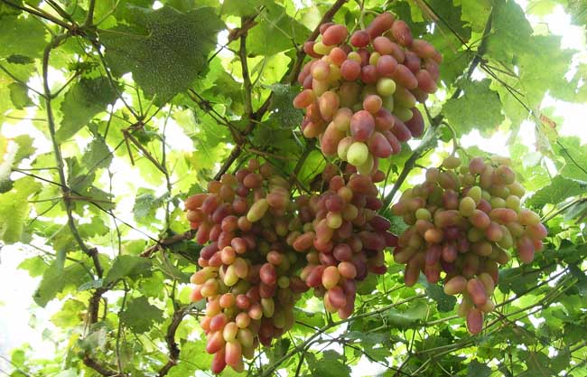 葡萄是热性還是凉性？