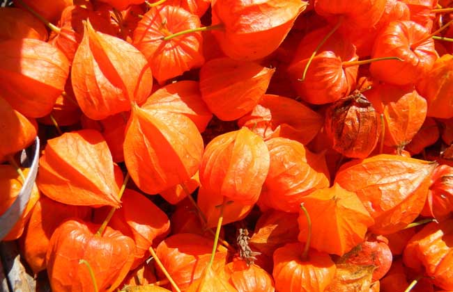 含羞果产地在哪里？