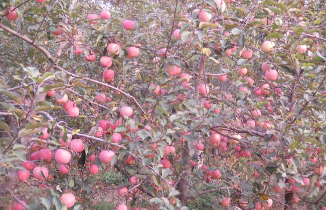 苹果树整形修剪技术