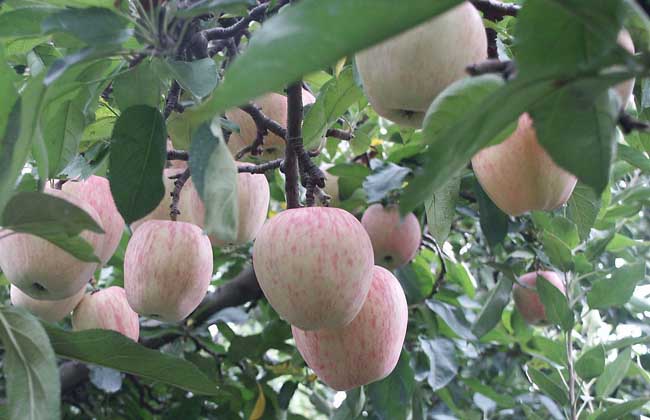 苹果树黄叶病解决办法？