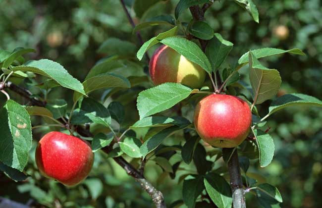 苹果树腐烂病防治技术
