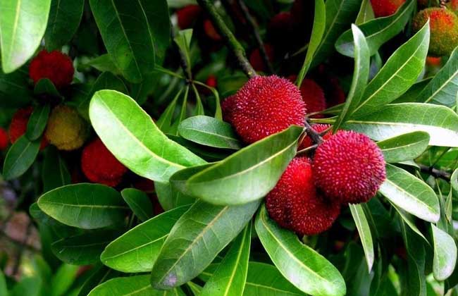 杨梅是酸性還是碱性？