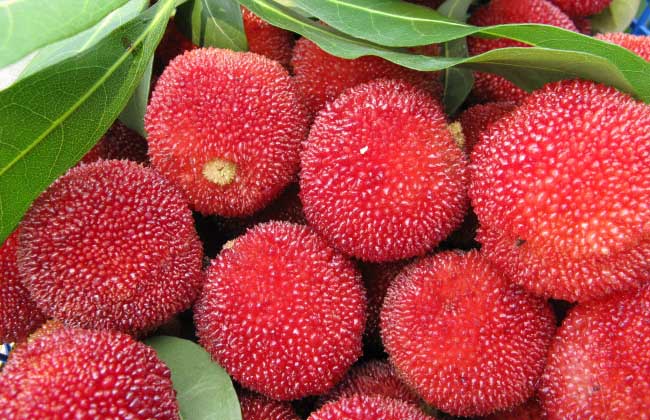 杨梅是酸性還是碱性？