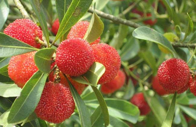 杨梅是酸性還是碱性？