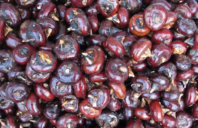 荸荠是水果還是蔬菜？