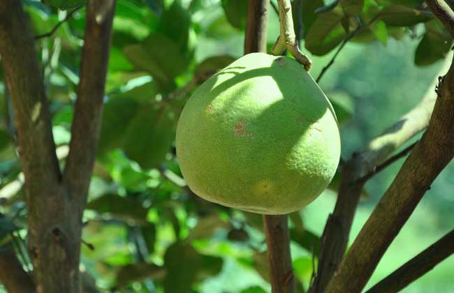 柚子苦是什么问题？