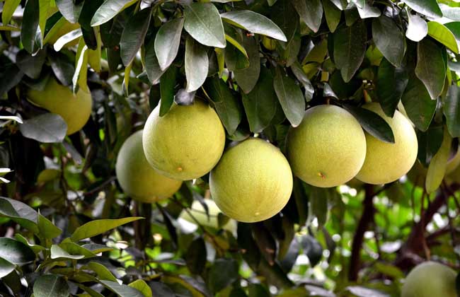 柚子苦是什么问题？