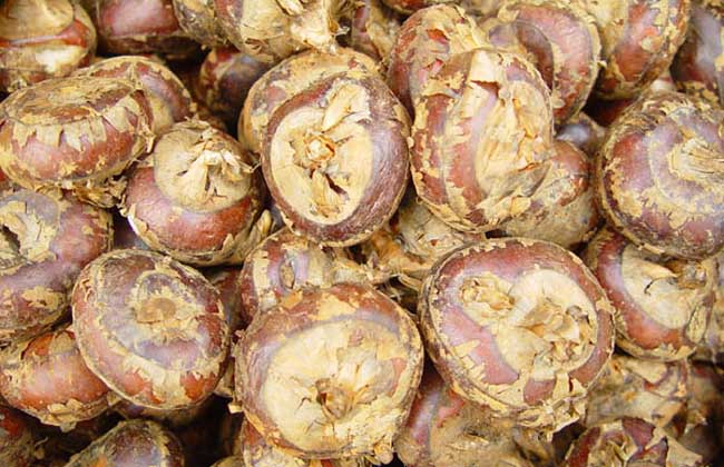 荸荠的读音是啥？