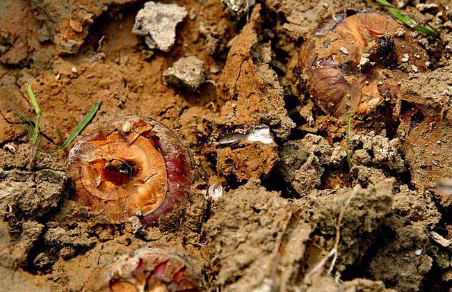 荸荠的读音是啥？