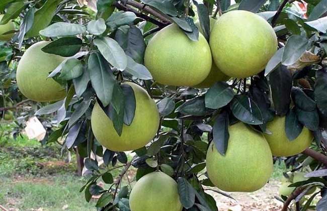 柚子树嫁接技术