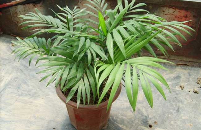 袖珍椰子养殖办法