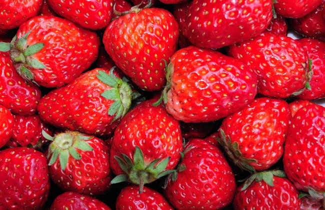 四季草莓种植技术