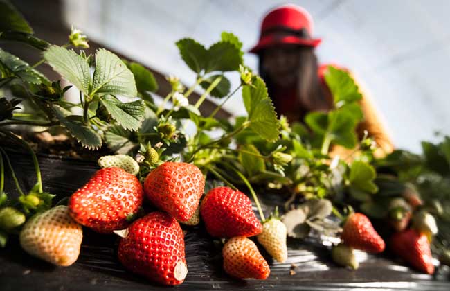 四季草莓种植技术