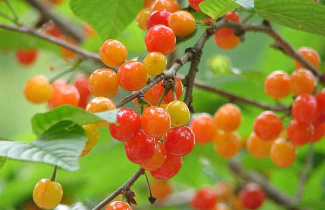 樱桃虫子是啥虫？