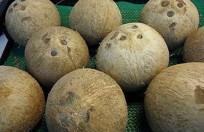 椰子怎么开启？