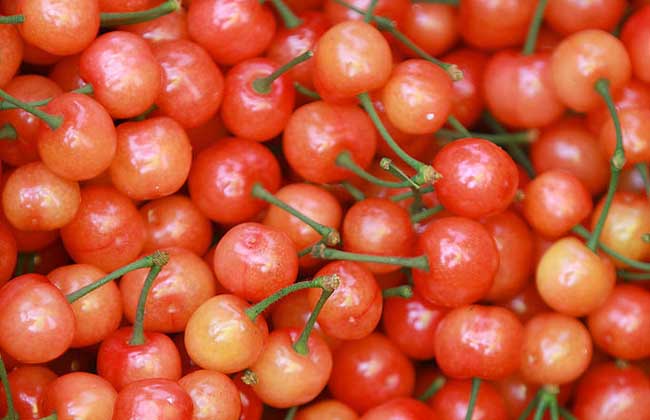 樱桃虫子是啥虫？