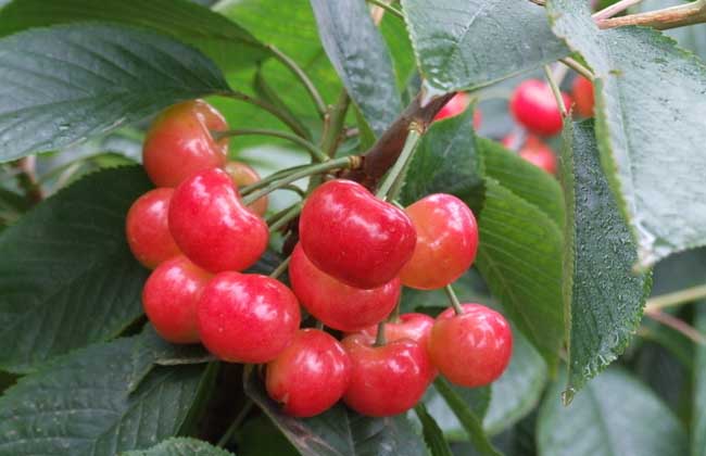 樱桃虫子是啥虫？