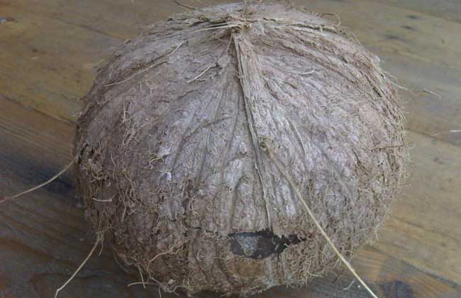 椰子怎么开启？