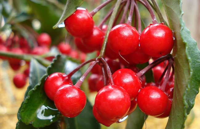 樱桃虫子是啥虫？