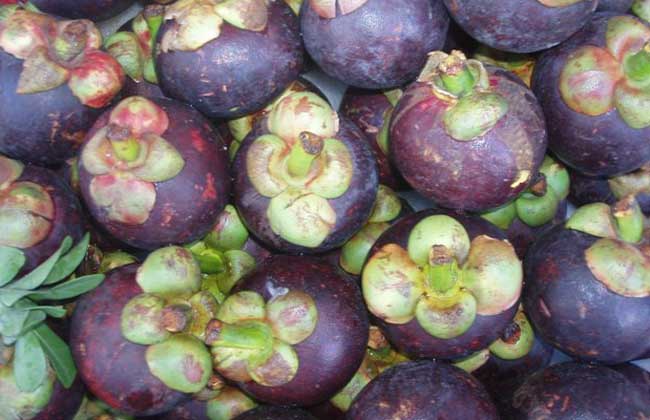 山竹是热性還是凉性？