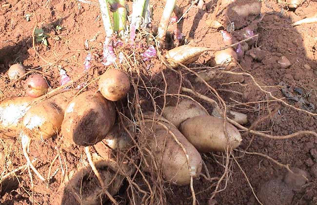 雪莲果怎么种植？