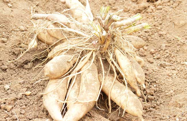 雪莲果怎么种植？