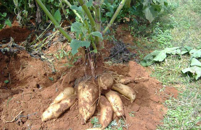 雪莲果怎么种植？