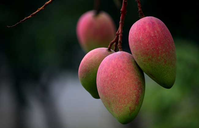 芒果什么时候成熟?
