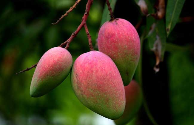 芒果什么时候成熟?