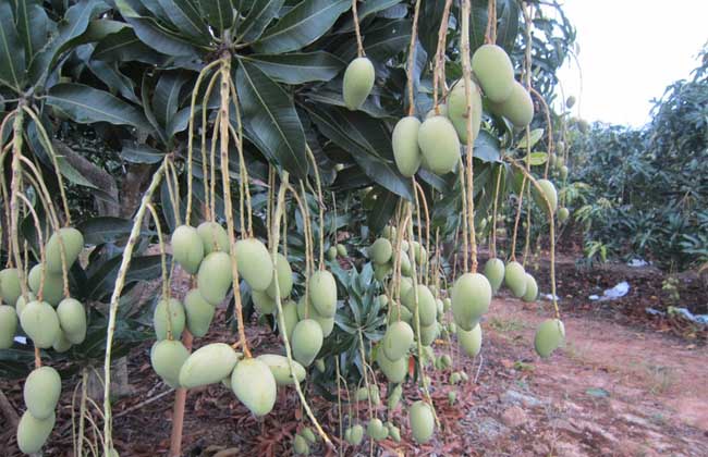 芒果什么时候成熟?