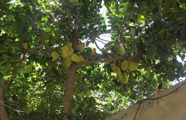 榴莲的种植条件