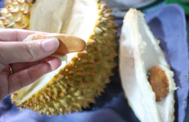 榴莲核能不可以吃？