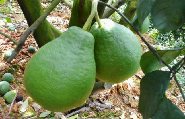 沙田柚种植几年结果？