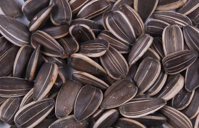 瓜子是并不是坚果？