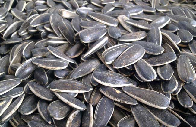 瓜子是并不是坚果？