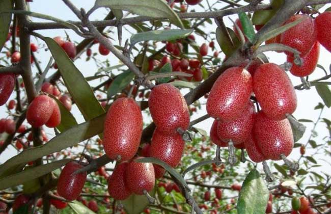 羊奶果的学名是啥？