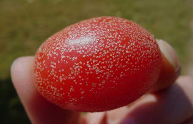 羊奶果的学名是啥？