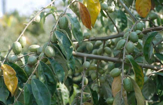 羊奶果的学名是啥？