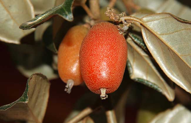 羊奶果的学名是啥？